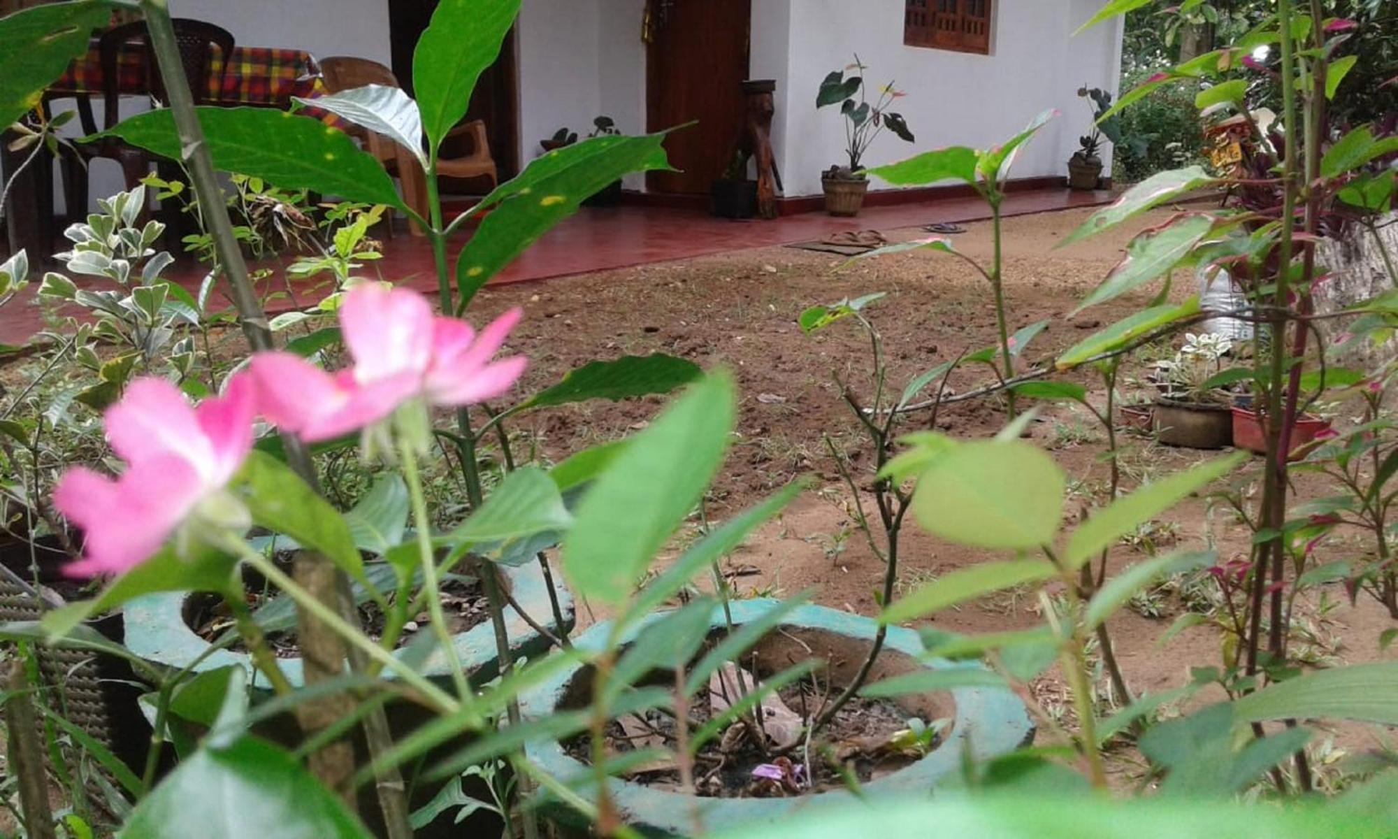 Winstar Homestay Sigiriya Exterior foto
