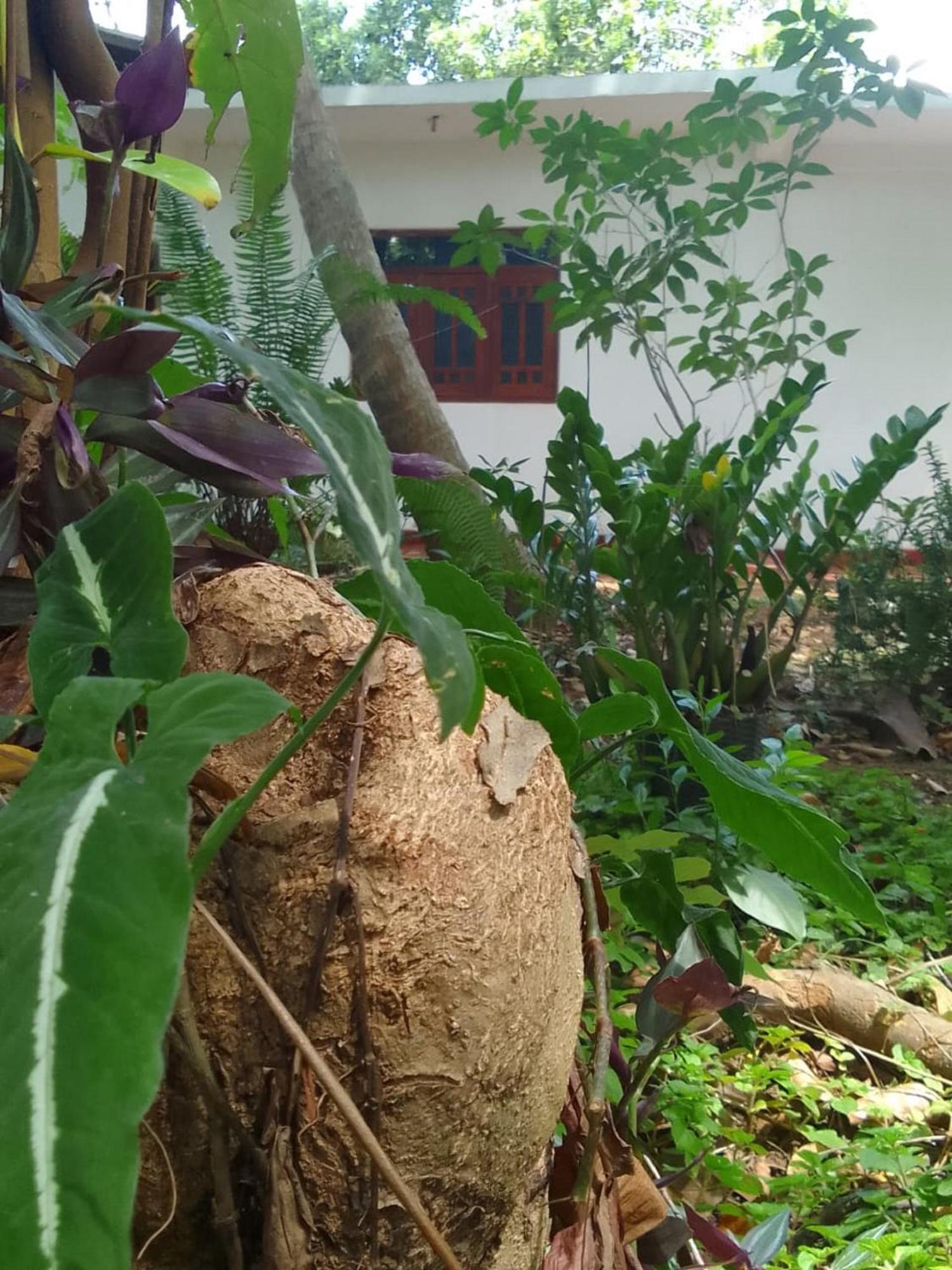 Winstar Homestay Sigiriya Exterior foto