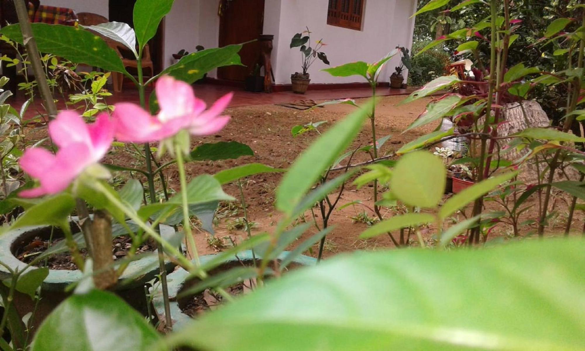 Winstar Homestay Sigiriya Exterior foto