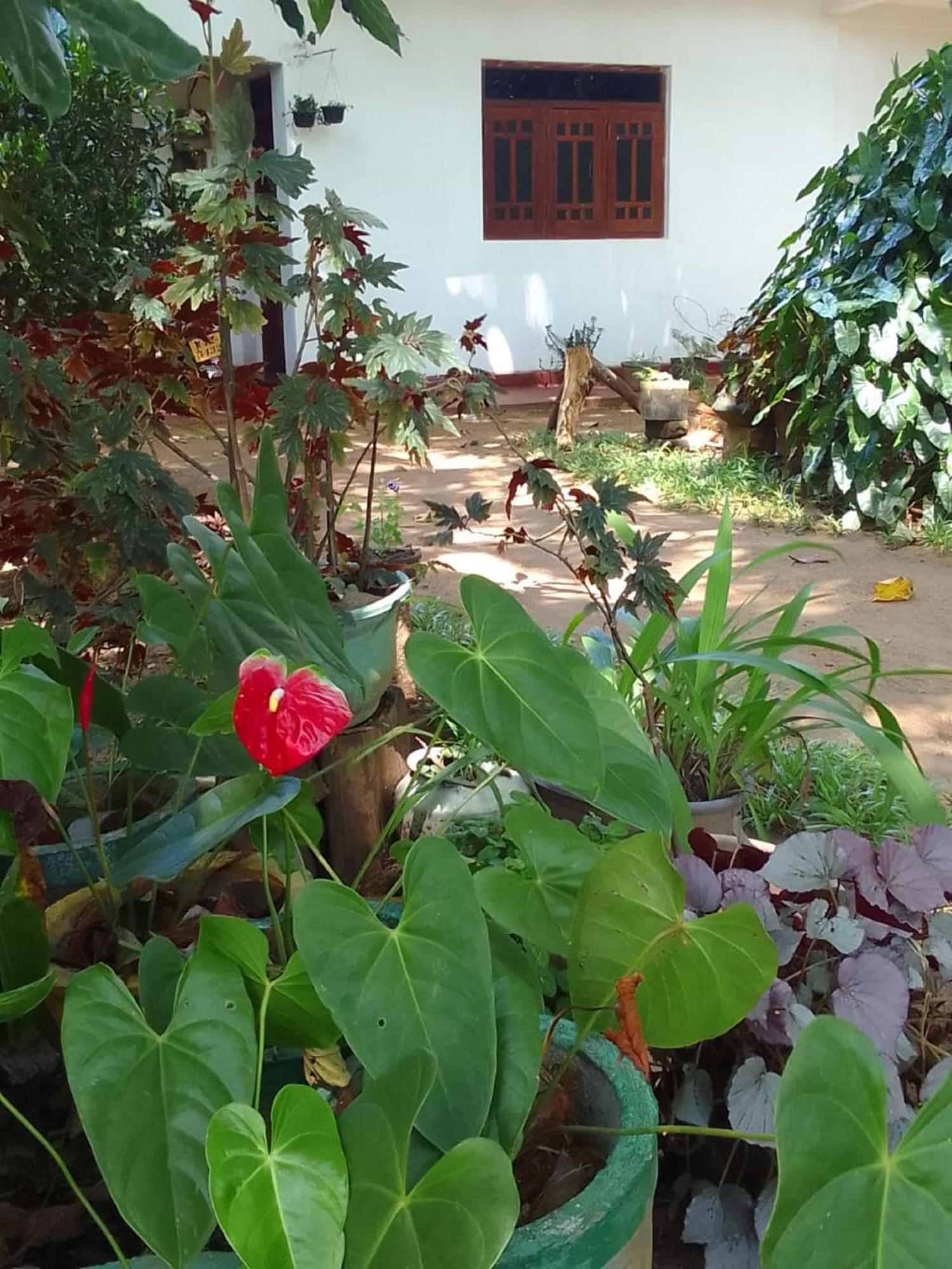 Winstar Homestay Sigiriya Exterior foto
